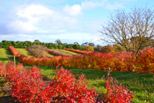 blueberries in autumn