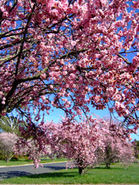 Spring blossom