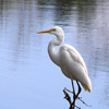 egret