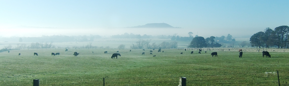 pan-mt-mist