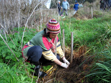 tree planting