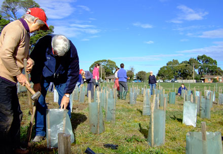 planting at Royal Park