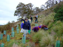 tree planting