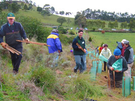 tree planting